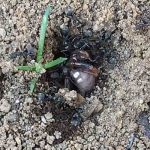 蟻の力、餌を巣穴に運ぶ