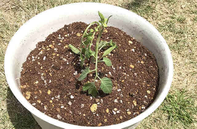 ミニトマト栽培、プランターで育て方