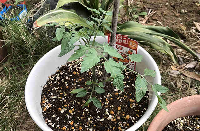 ミニトマト栽培、プランターで育て方